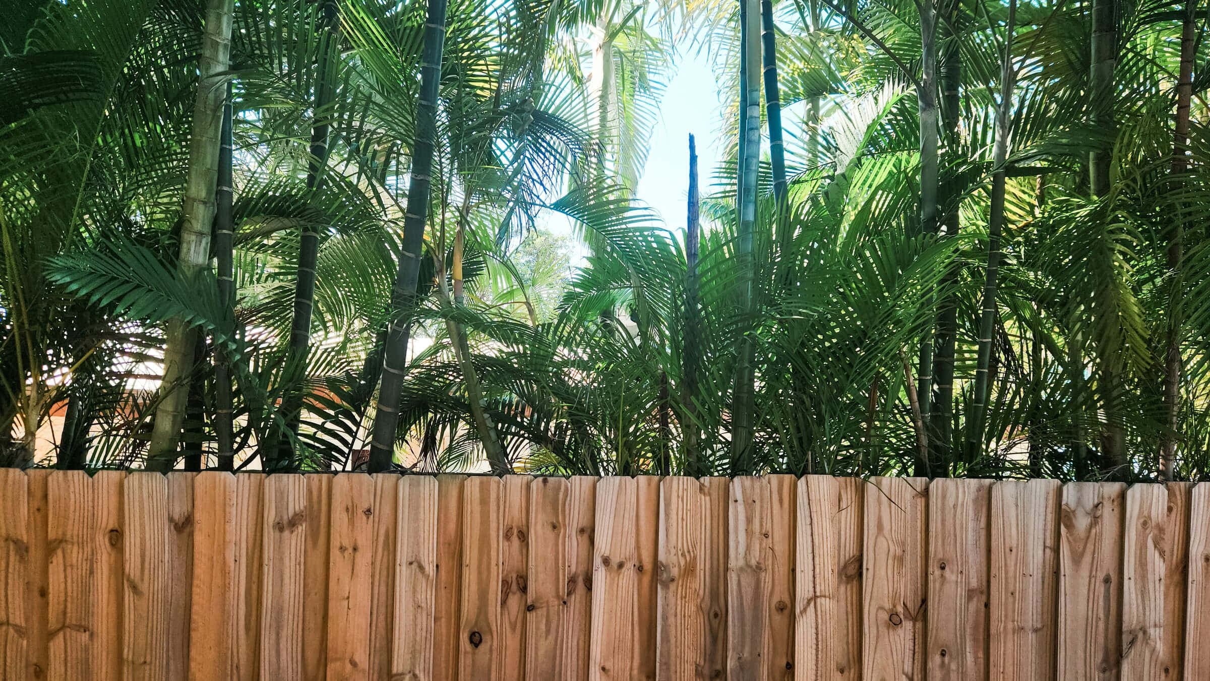 Cedar privacy: natural cedar-tone vertical-board privacy fence with palms behind