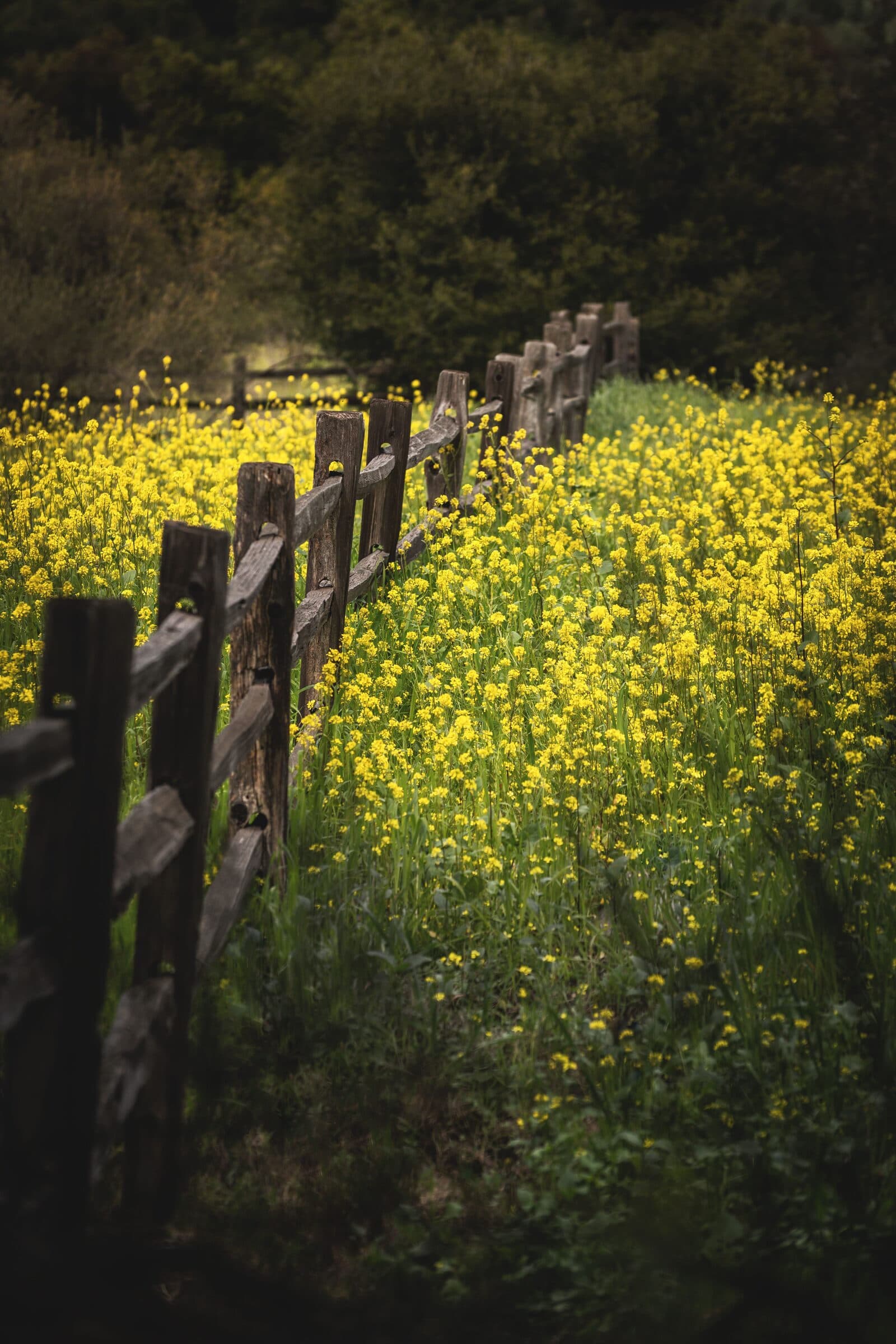 Split rail: rustic wood post-and-rail fence through yellow mustard flowers