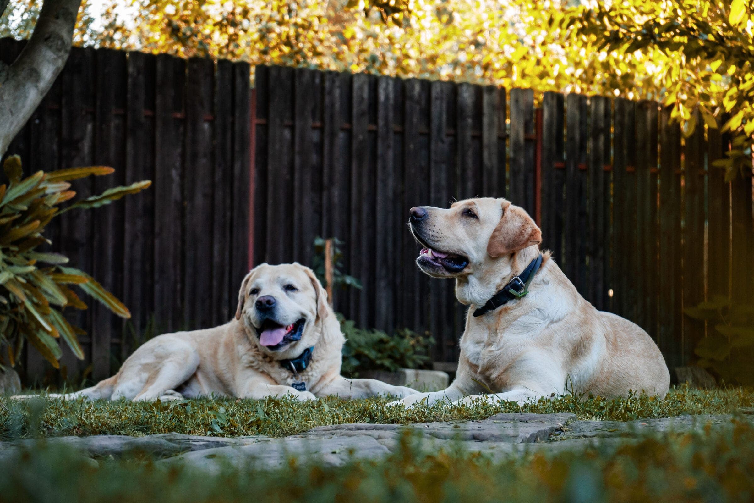 Stained privacy: dark-stained tall wood privacy fence in a sunny backyard, with two Labradors in the foreground