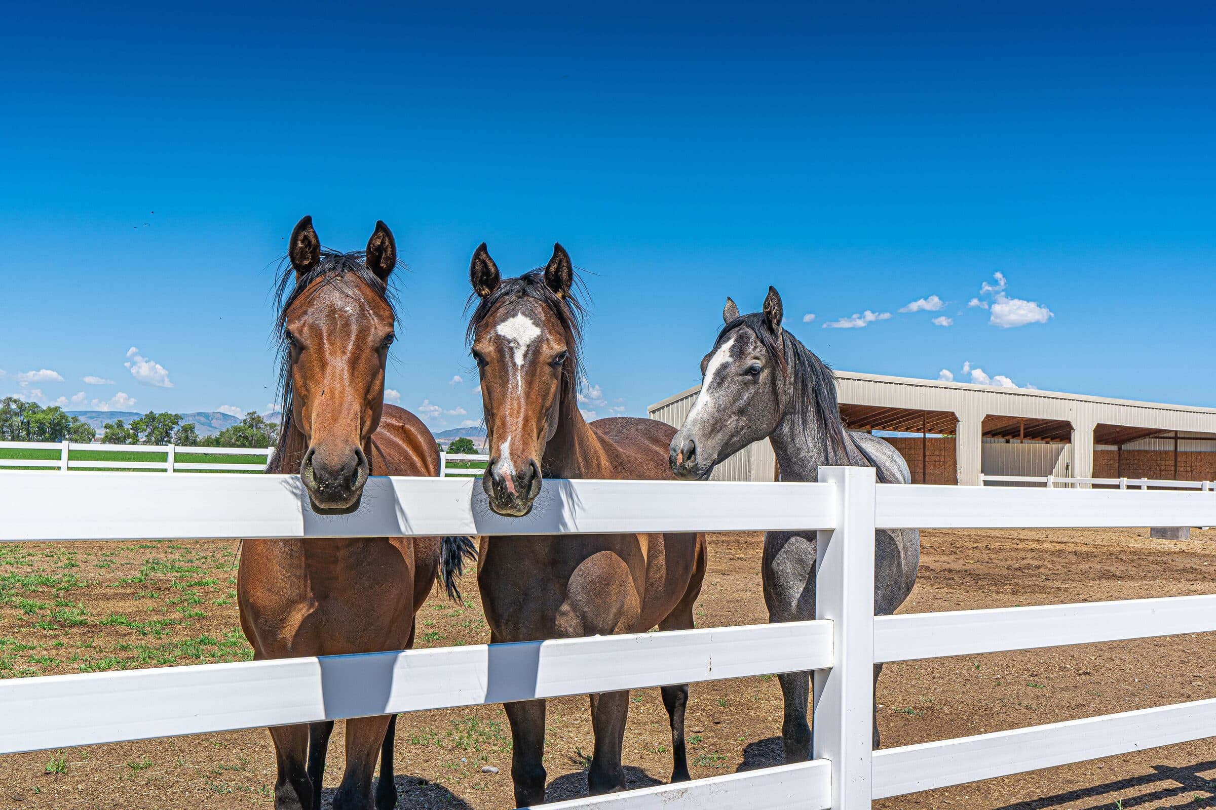 Three horses at a white 3-rail ranch fence under a deep blue sky, with an arena barn behind. Material not confirmed.