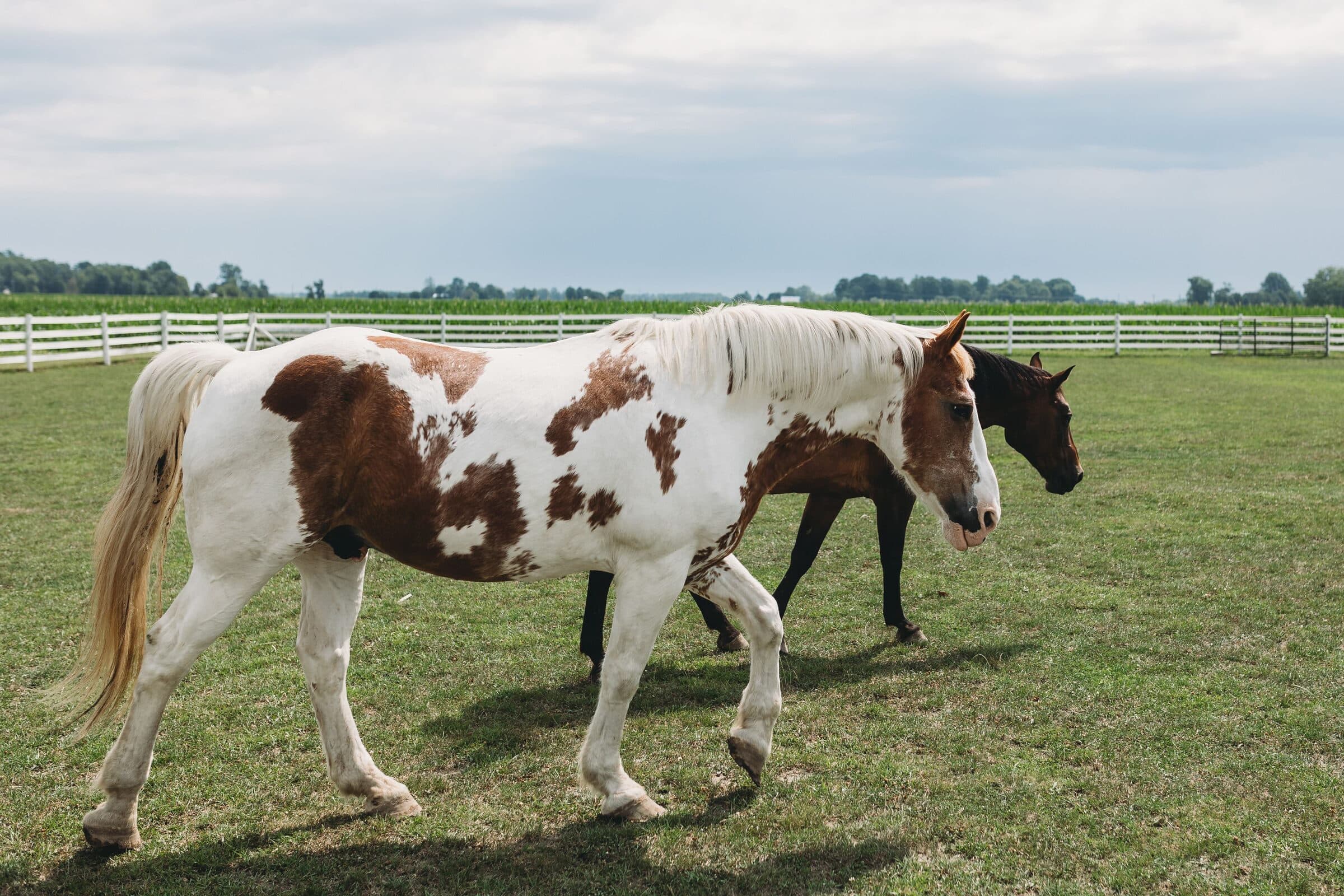 Two horses in a green pasture inside a long white 3-rail fence. Material not confirmed.