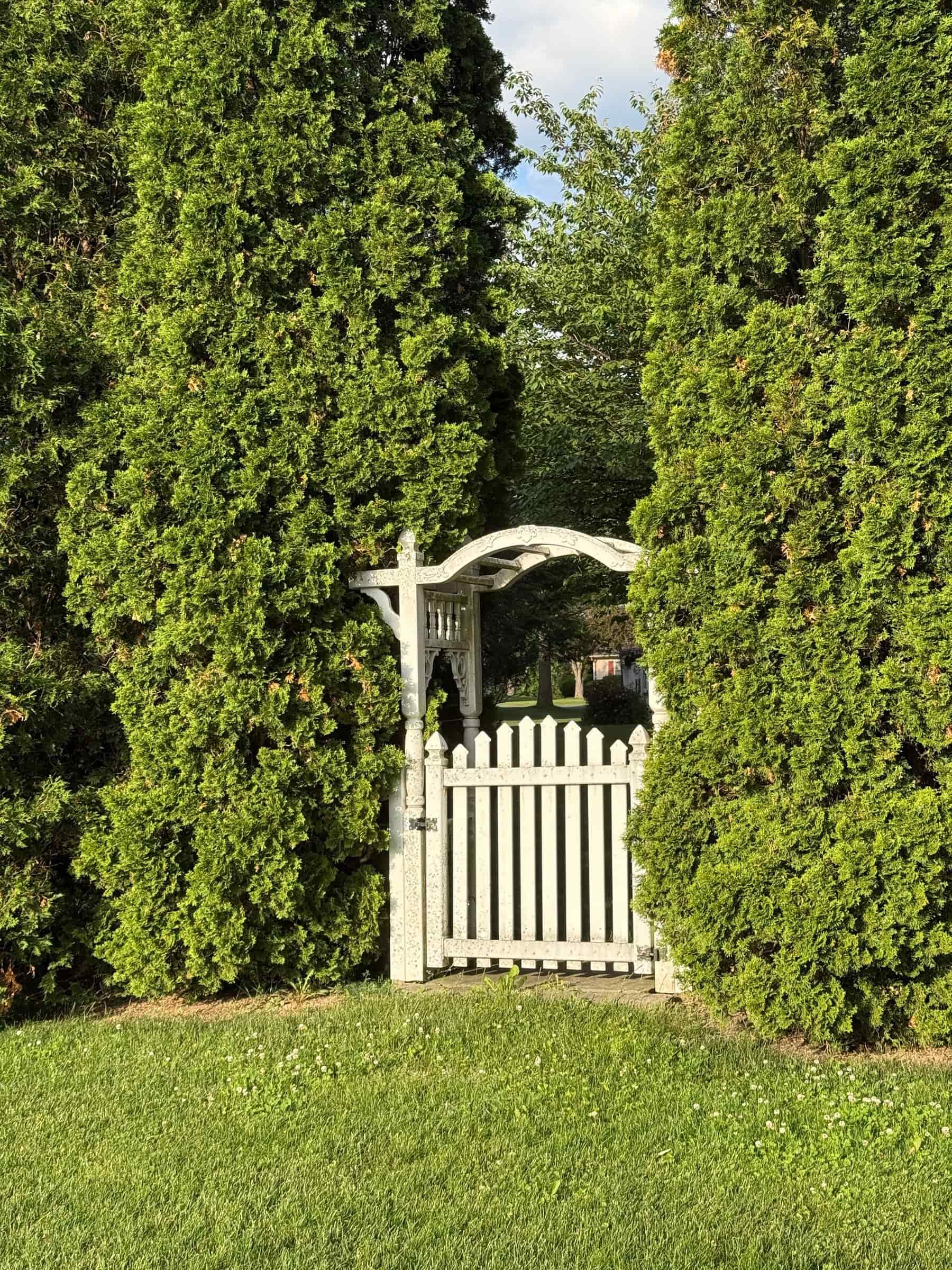 White picket walk gate with an arched arbor between tall evergreens and a green lawn. Material not confirmed.