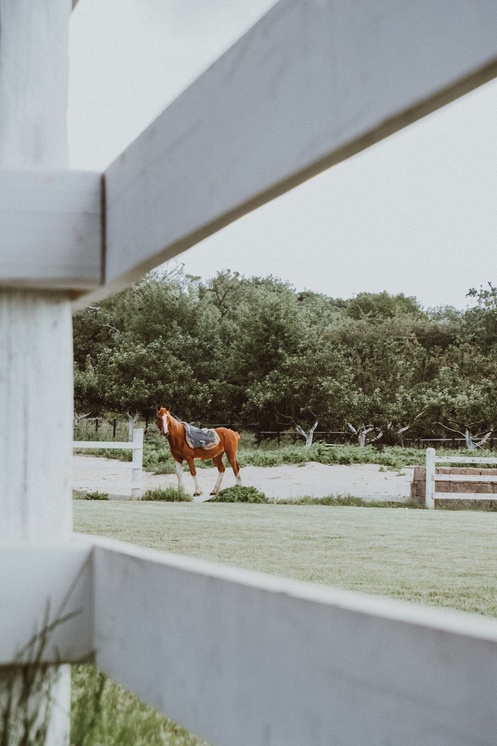 A horse in a paddock seen through a white rail ranch fence. Material not confirmed.