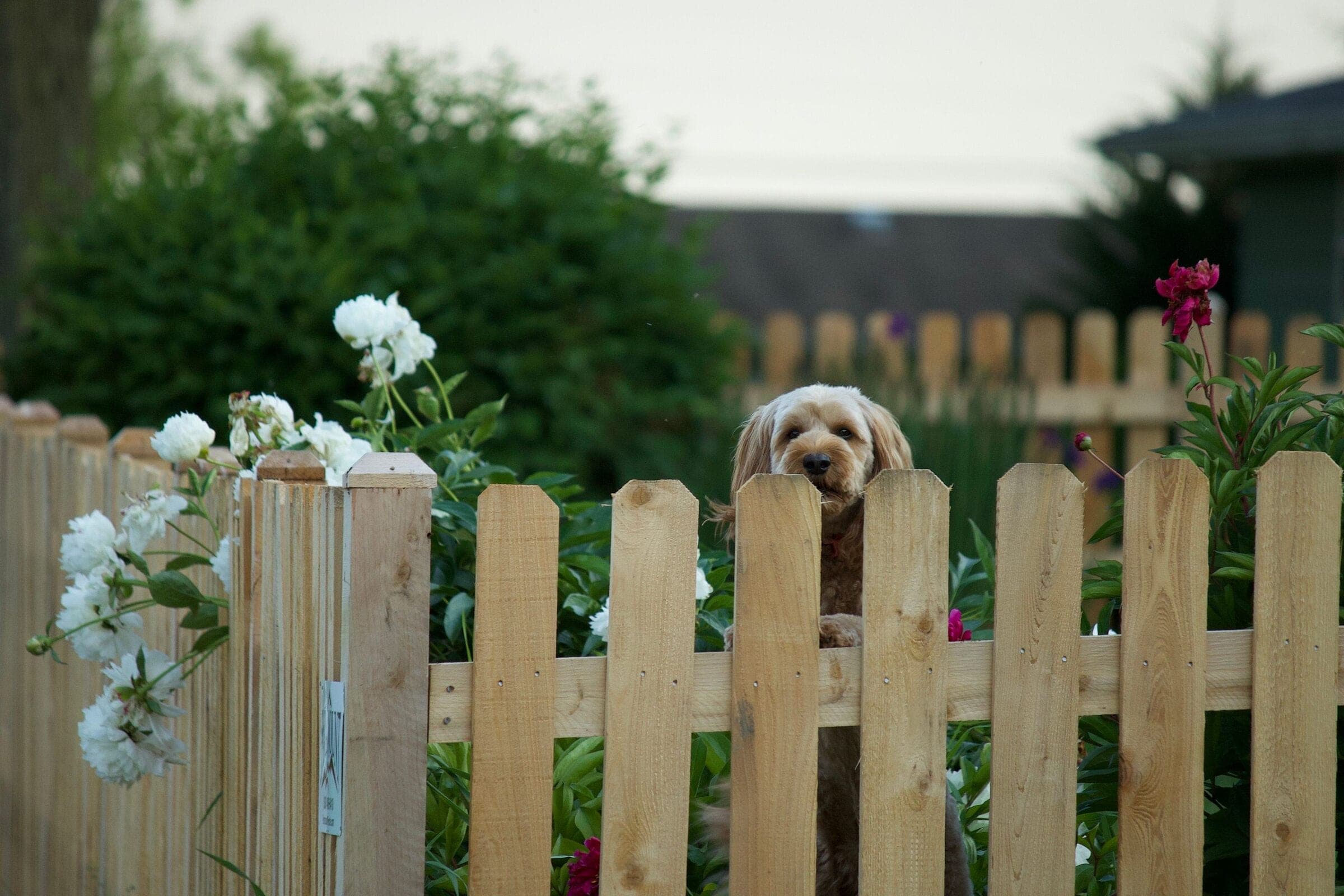 Wood picket: natural dog-ear wood picket fence with white roses and a dog peeking over