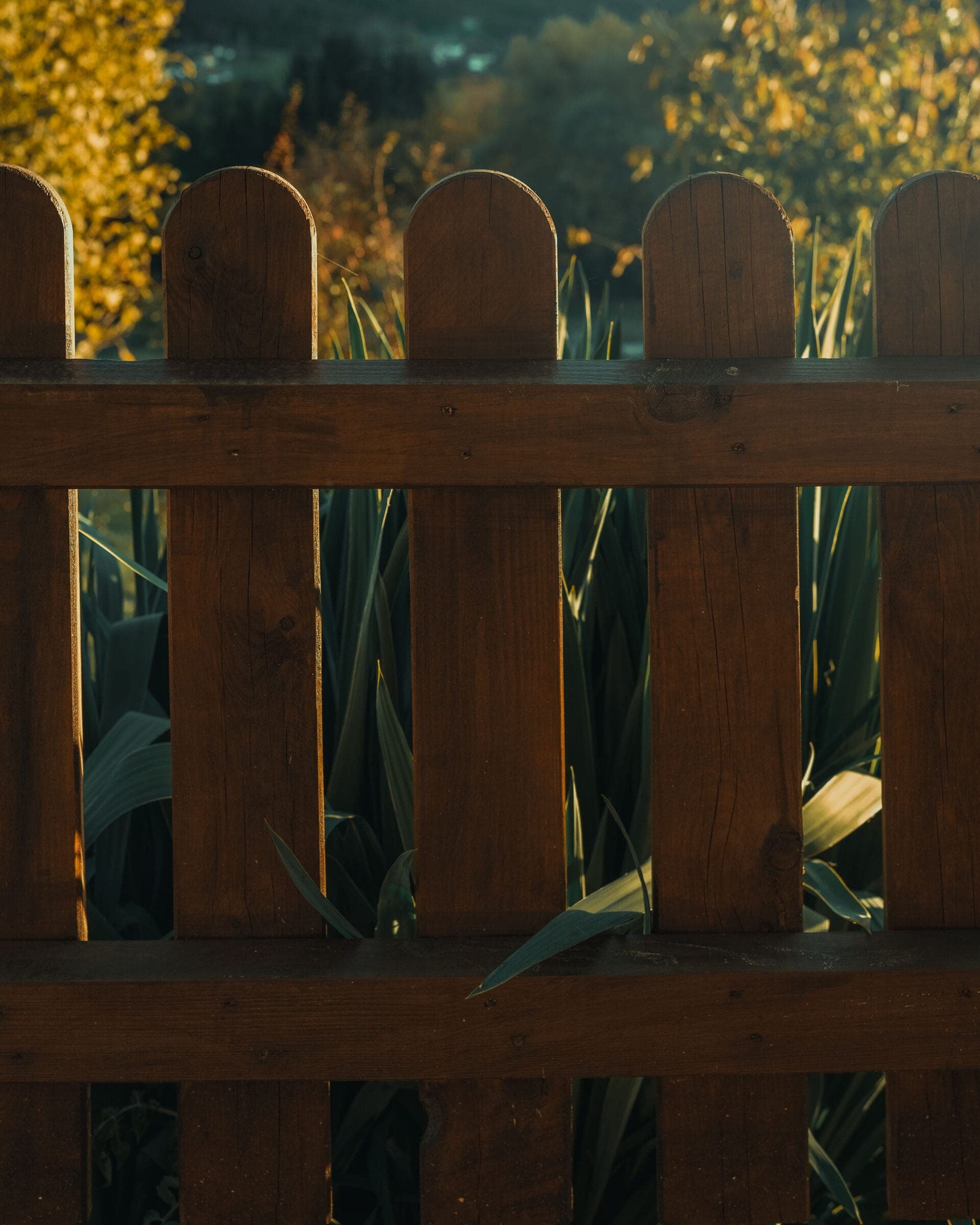 Wood picket: Stain on a round-top wood picket fence in warm light